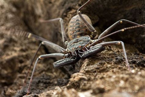 Amblypygi - Alchetron, The Free Social Encyclopedia