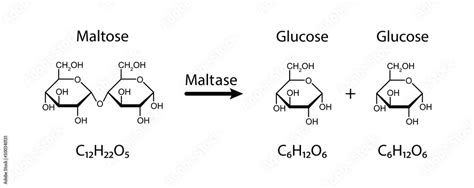 Maltase enzyme Effect On Maltose Sugar Molecule. Maltose Hydrolysis ...