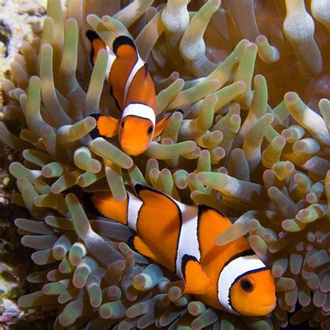 Clown Anemonefish - Georgia Aquarium