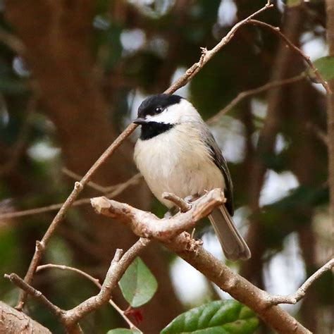 Carolina Chickadee - Bird Watching Academy