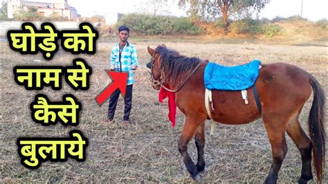 How To Call The Horse By Name | In Hindi - YouTube