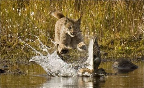 Wild Lynx Hunting (9 pics) - Izismile.com