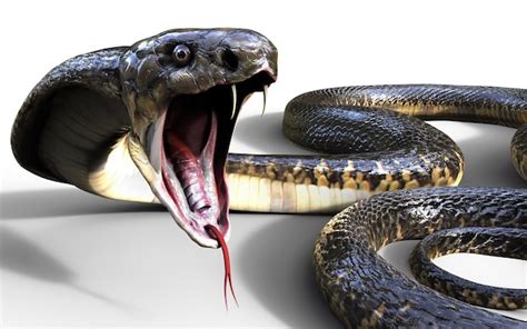 Premium Photo | 3d king cobra the world's longest venomous snake ...