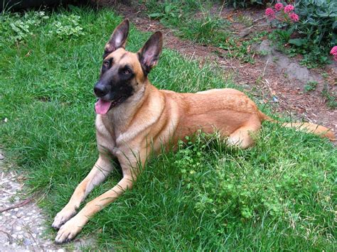 Belgian Malinois Info, Temperment, Care, Puppies, Pictures, Training