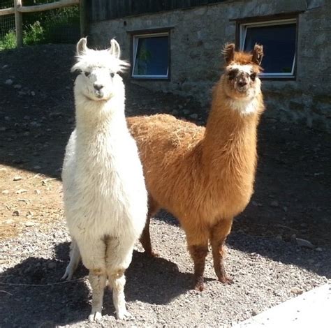 Llamas On A Sheep Farm? You Bet! - Puslinch TodayPuslinch Today