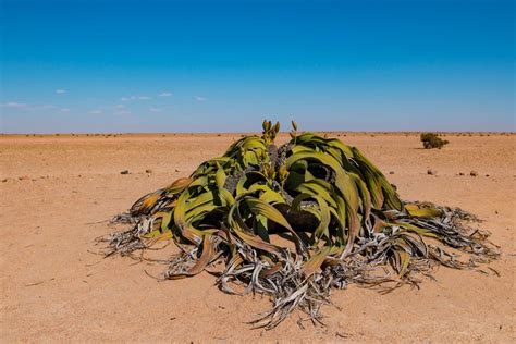 A plant that ‘cannot die’ reveals its genetic secrets | The Independent