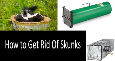 Best Skunk Traps in 2020: How to Get Rid of Skunks for Sure