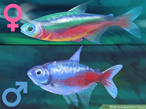 How to Breed Neon Tetras: 14 Steps (with Pictures) - wikiHow