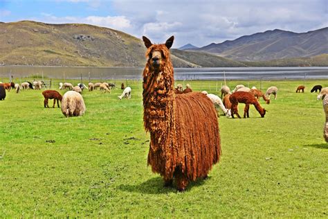 The largest genetic reserve of alpaca breeds in numerous color ...