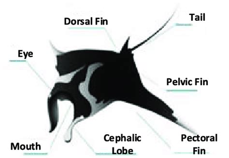 Anatomy of a manta ray. | Download Scientific Diagram