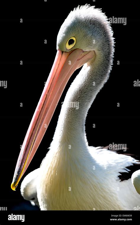 Portrait of Australian Pelican. Pelican has long beak with a bright and ...