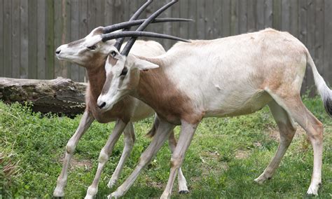 Scimitar-horned oryx | Smithsonian's National Zoo and Conservation ...