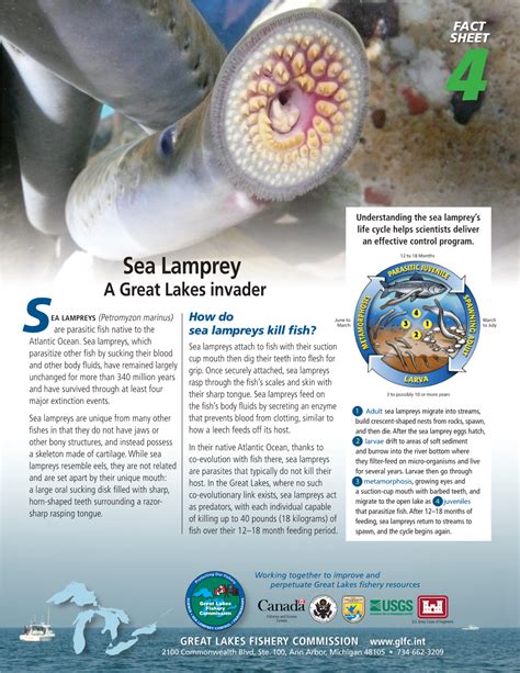 Sea Lamprey’S Life Cycle Helps Scientists Deliver an Effective Control ...