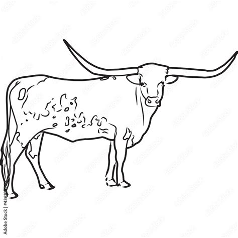 Hand sketched hand drawn texas longhorn cow vector stock vector – Artofit