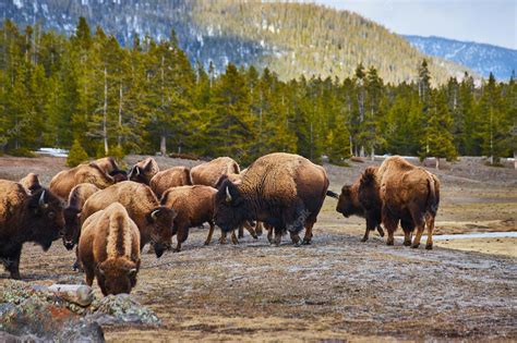 Premium Photo | Huge herd of bison in the Yellowstone mountains