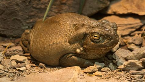 Don't Lick The Mystic Toad: National Park Service Asks Visitors To Stop ...