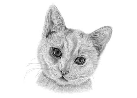 Cat Drawings by Angela of Pencil Sketch Portraits