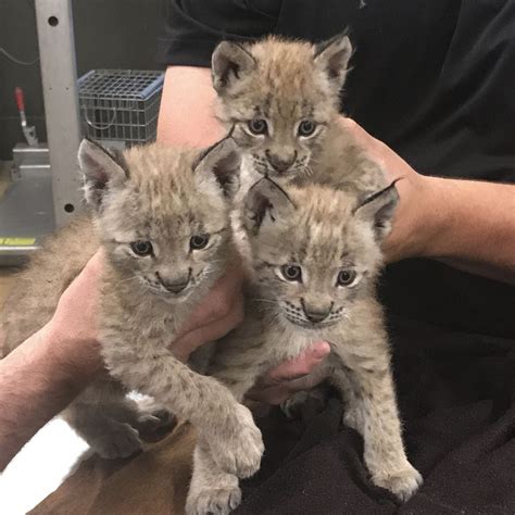 See the adorable new lynx cubs that now call Six Flags safari home - nj.com