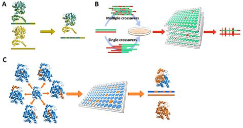 Protein Engineering – ABE Lab