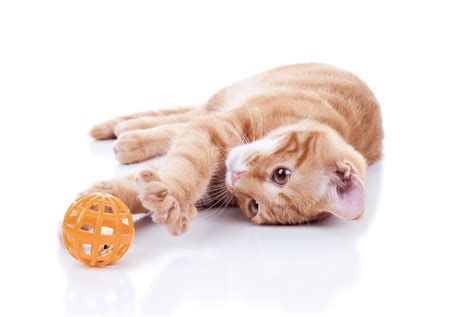 8 Easy DIY Cat Toys [+ Cat Toy Safety Guide]