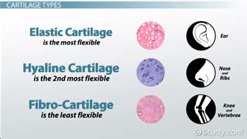 Chondrocytes | Definition, Structure & Functions - Lesson | Study.com