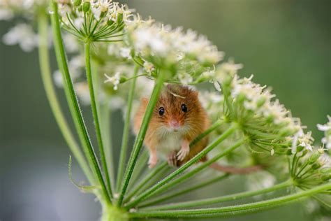 28 Teeny Tiny Wild Mice | Bored Panda