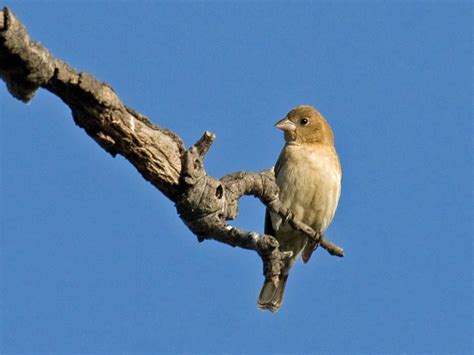 Blue Grosbeaks at Lake Hodges - Greg in San Diego