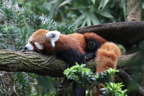 Sleeping Red Panda 11548261 Stock Photo at Vecteezy