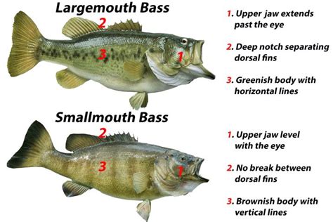 Smallmouth vs. Largemouth Bass: All You Need to Know