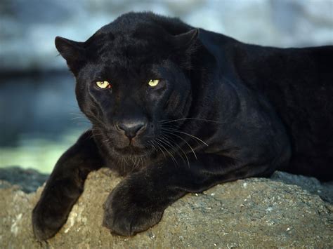 Animals Zoo Park: Black Panther Wallpapers - Animals Hq Backgrounds