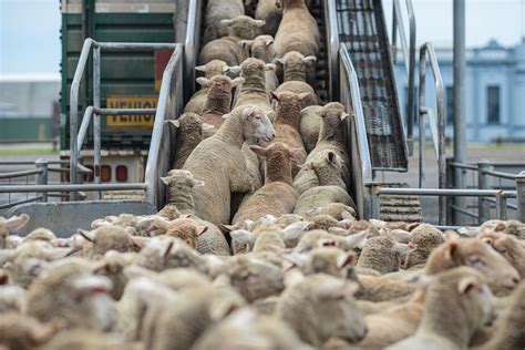 Sheep Handling Equipment - Rural Fencing