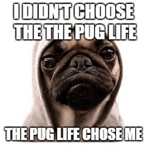 101 Lovable Pug Memes That Are Too Puggin' Cute