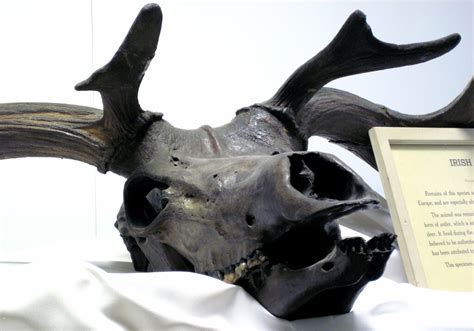 Megaloceros giganteus Irish elk skull (Pleistocene; peat b… | Flickr