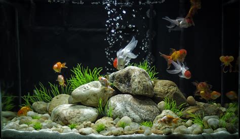 Flawless 20 Amazing Aquarium Design https://meowlogy.com/2018/12/31/20 ...