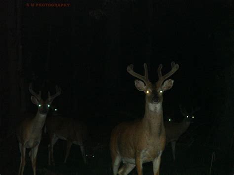 Deer Eyes in the Dark : r/oddlyterrifying