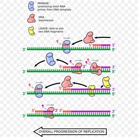 Dna Polymerase Diagram