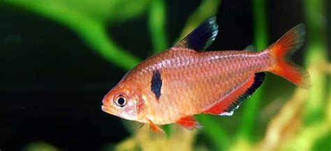 Top 5 Tetras for Beginners | Fishkeeping Advice