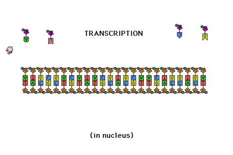 5.5 RNA is Translated into a Polypeptide – The Evolution and Biology of Sex