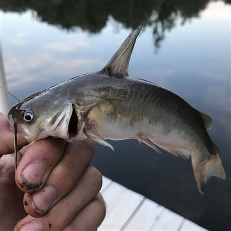 Freshwater Catfish of North America (ID + Pics) - Pond Informer