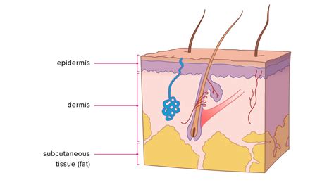 Layers of Skin: How Many, Diagram, Model, Anatomy, In Order