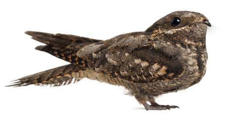 "European Nightjar" Images – Browse 316 Stock Photos, Vectors, and ...