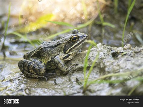 Frog Among Grass. Image & Photo (Free Trial) | Bigstock