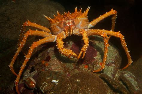 Spiny king crab | Animals | Monterey Bay Aquarium