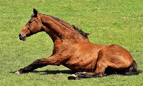 Equine Colic Comes in Many Forms - Veterinary Medicine at Illinois