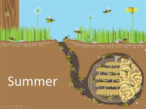 Yellowjacket School - Marin/Sonoma Mosquito and Vector Control District