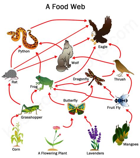 Food Chains and Food Webs | Examples of Food Chains and Food Webs