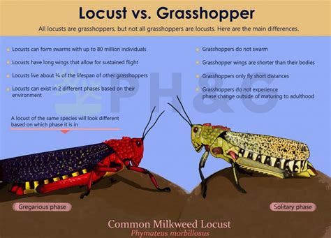 Locusts Vs Grasshoppers [4 Key Differences] | Pepper's Home & Garden