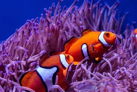 Clownfish In Anemone