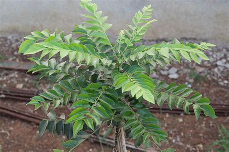 How to Grow Curry Leaf Trees – Make House Cool