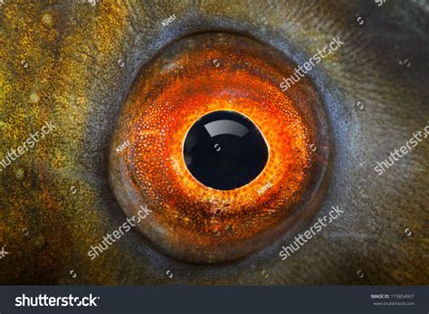 Pond Fish Eye: Over 12,501 Royalty-Free Licensable Stock Photos ...